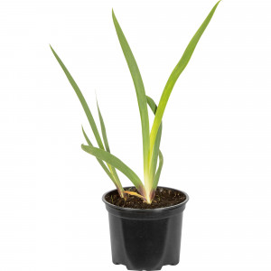 82219552 Ирис бородатый «Блэк Дрэгон» 2 л h20 см