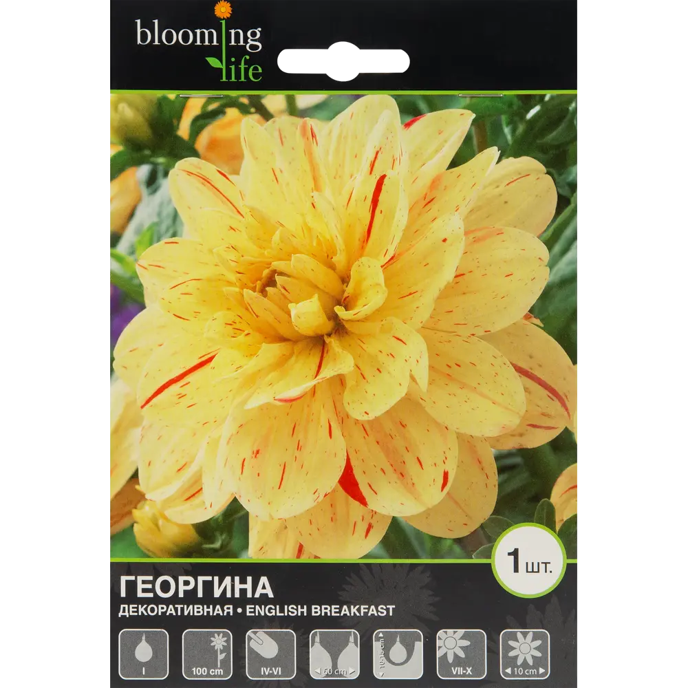 Георгина Инглиш Брекфаст 1 шт. 83628429 STLM-2088498 BLOOMING LIFE  - Вид №1