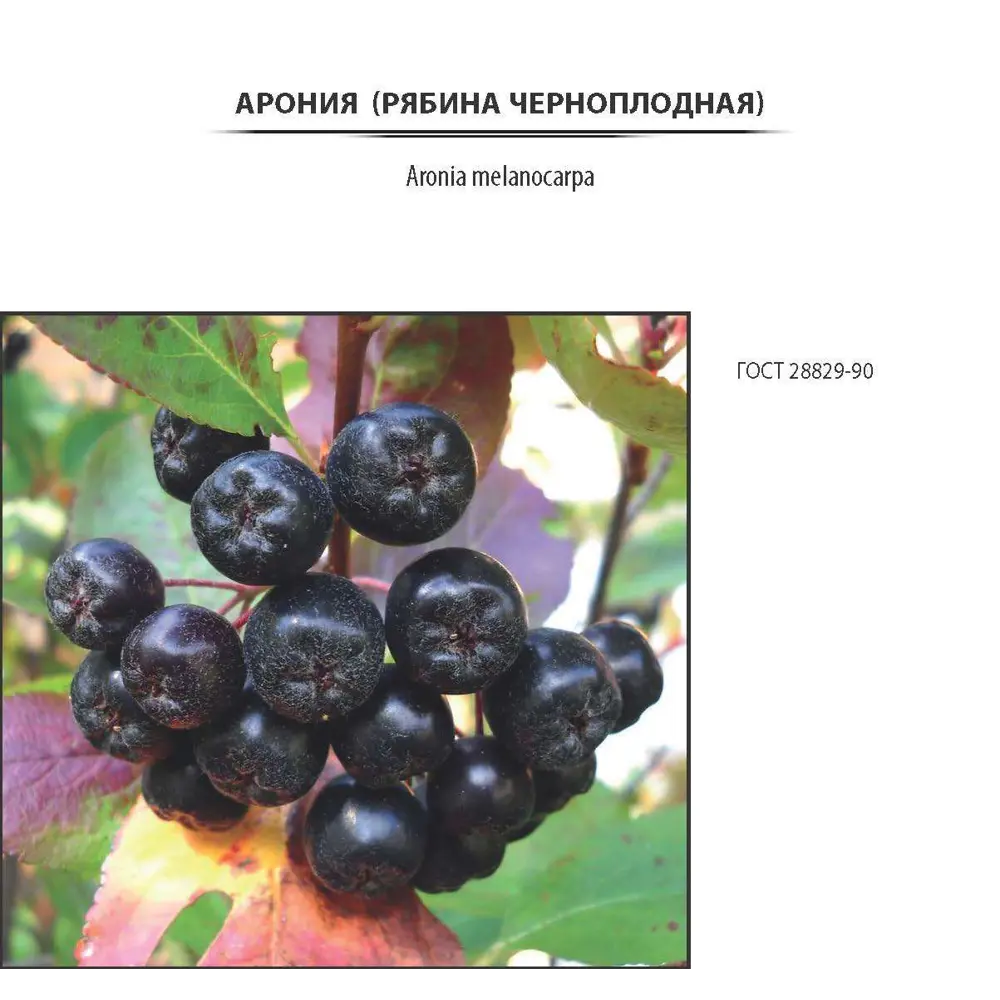 Саженец аронии черноплодной Santreyd в контейнере 2-3 л 81968692 STLM-0016057 - Вид №3