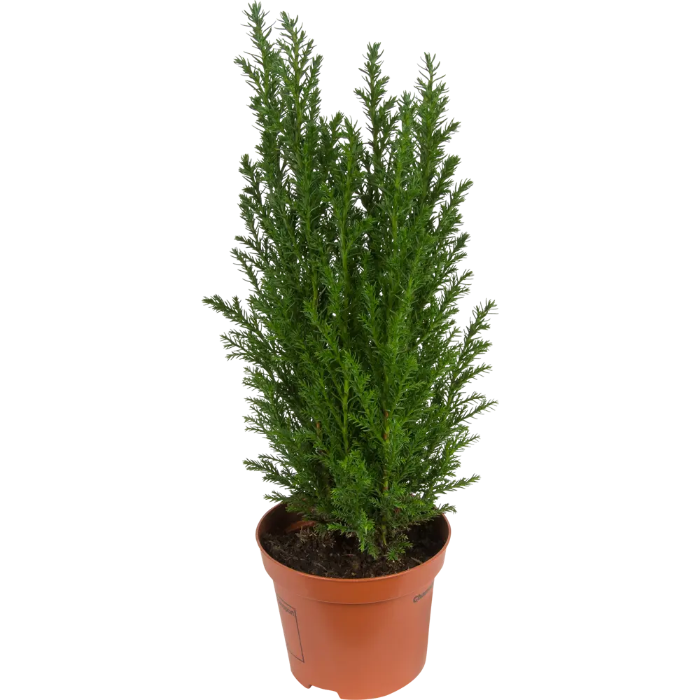 Кипарисовик Элвуди 9x35 см 82466671 STLM-2120657 Santreyd 