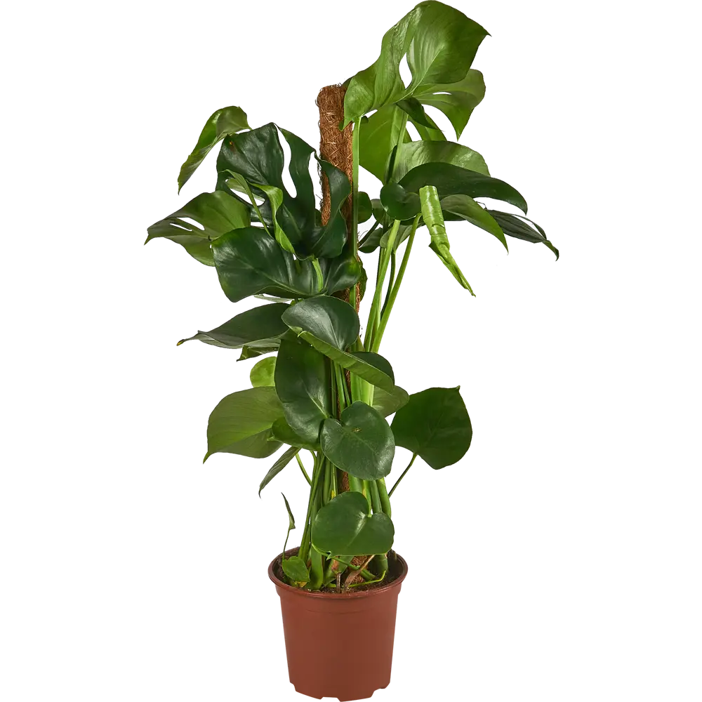 Santreyd Монстера Росток - тропический акцент для вашего интерьера 84587071 STLM-0052412