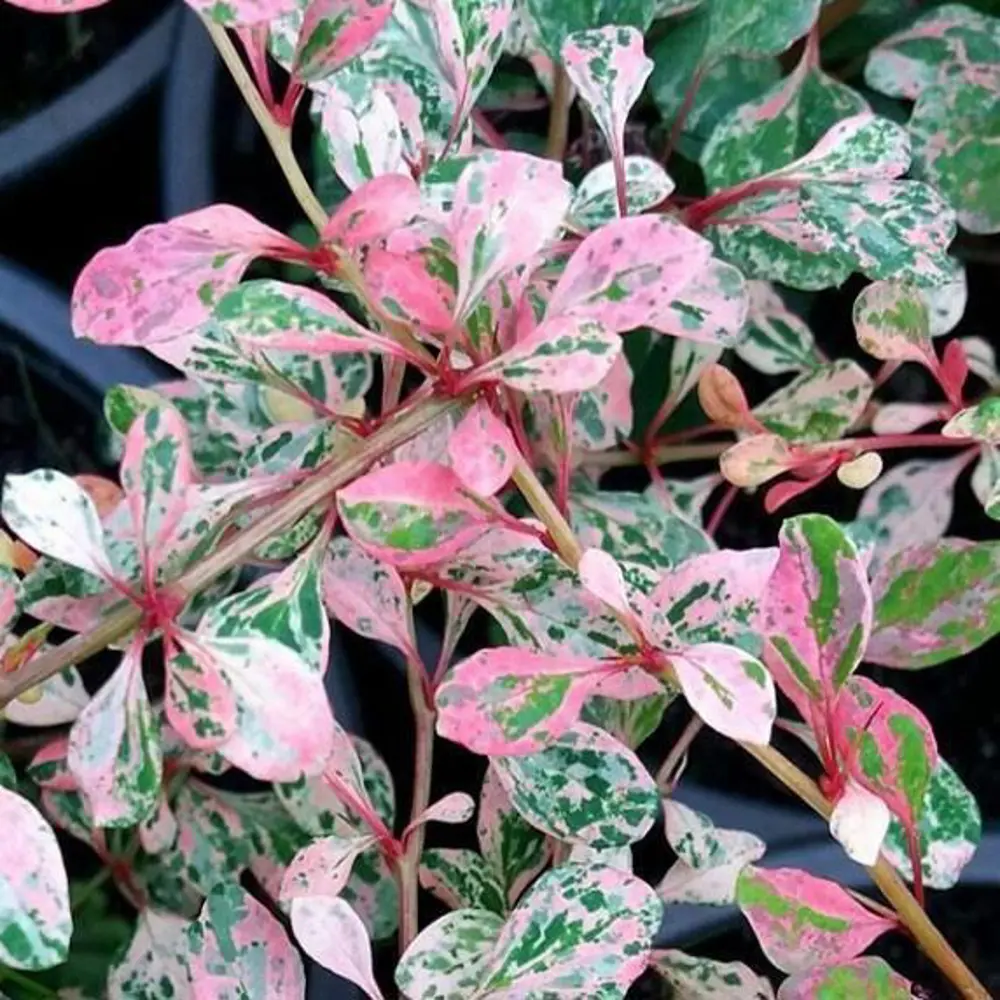 Барбарис Тунберга Наташа от Santreyd - декоративный кустарник с розово-белой листвой 87811874 STLM-0075778 - Вид №3