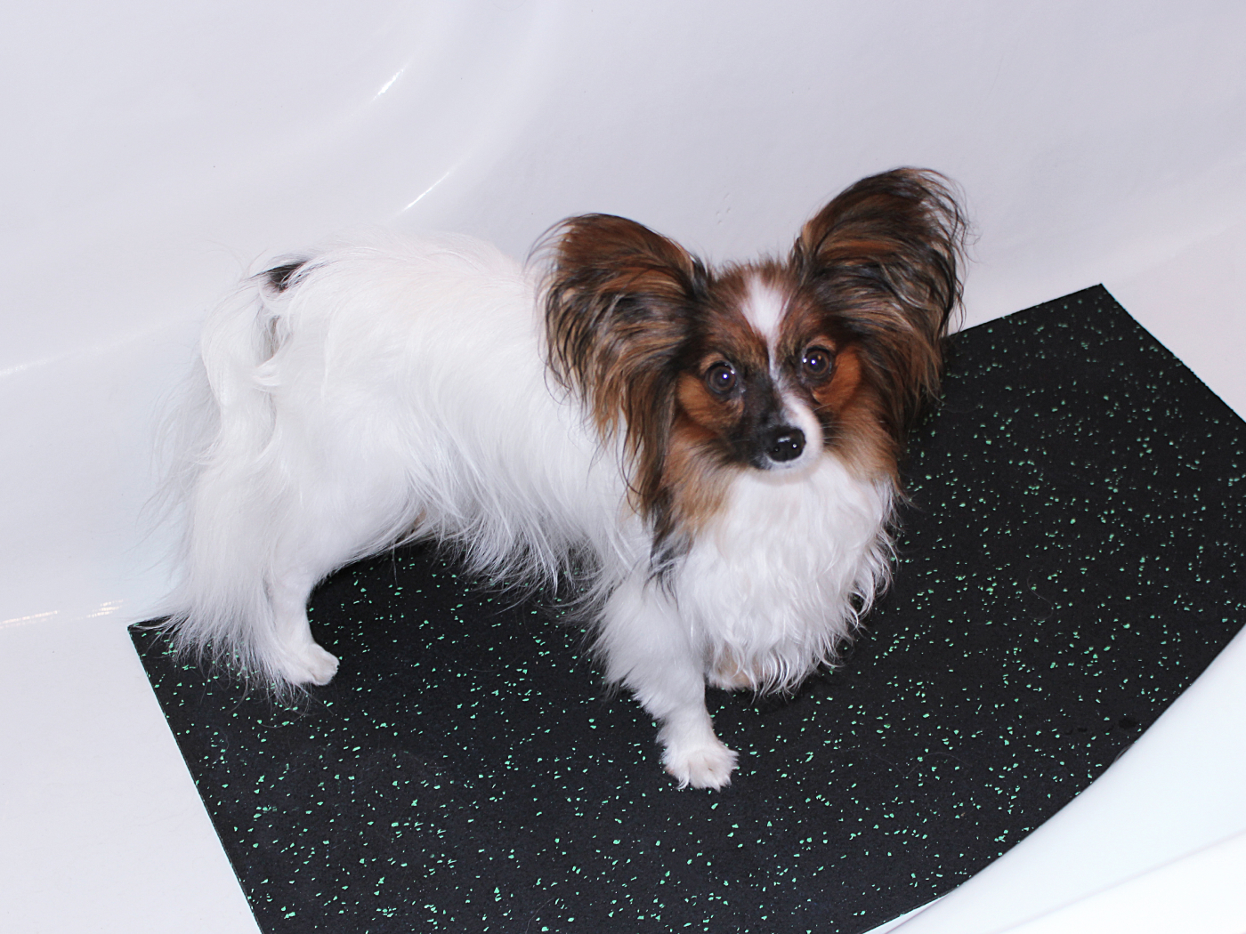 8.4.4.ADW.Bg Коврик для мытья собак Alegria dog washer  - Вид №1