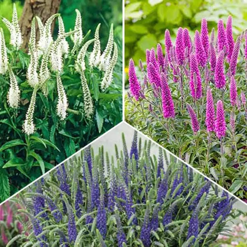 Вероника микс 89416583 STLM-2146590 Santreyd 