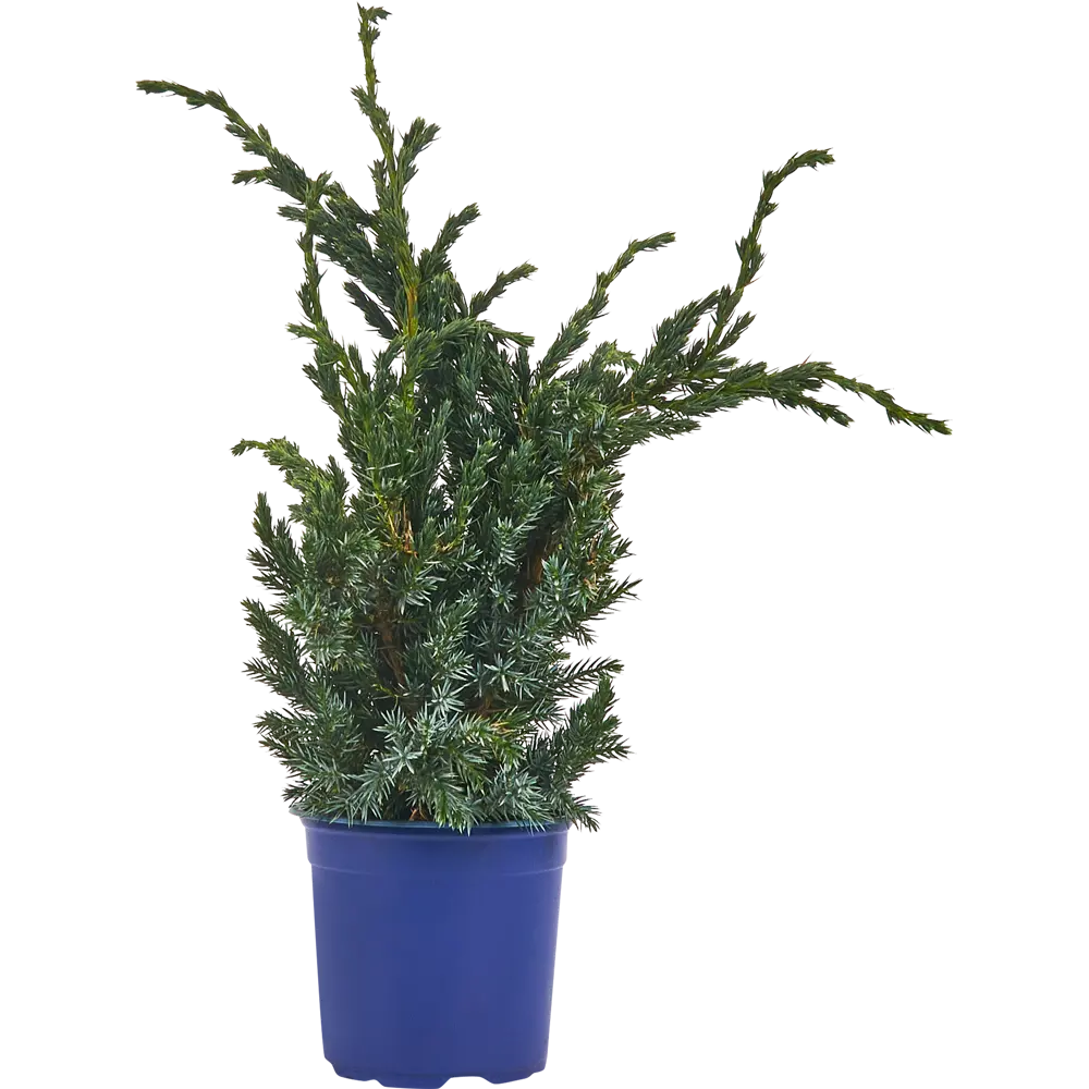 Можжевельник чешуйчатый Мейери ø14 h50 см 84834065 STLM-2209349 PLANTMARKET 