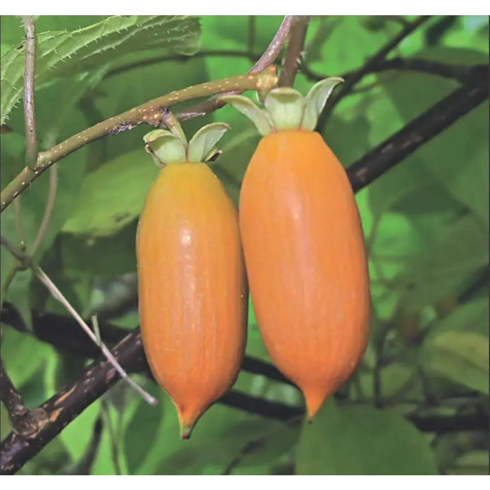 Саженец Актинидии Аргута Santreyd - экзотическая лиана киви для вашего сада 16572302 STLM-0961518