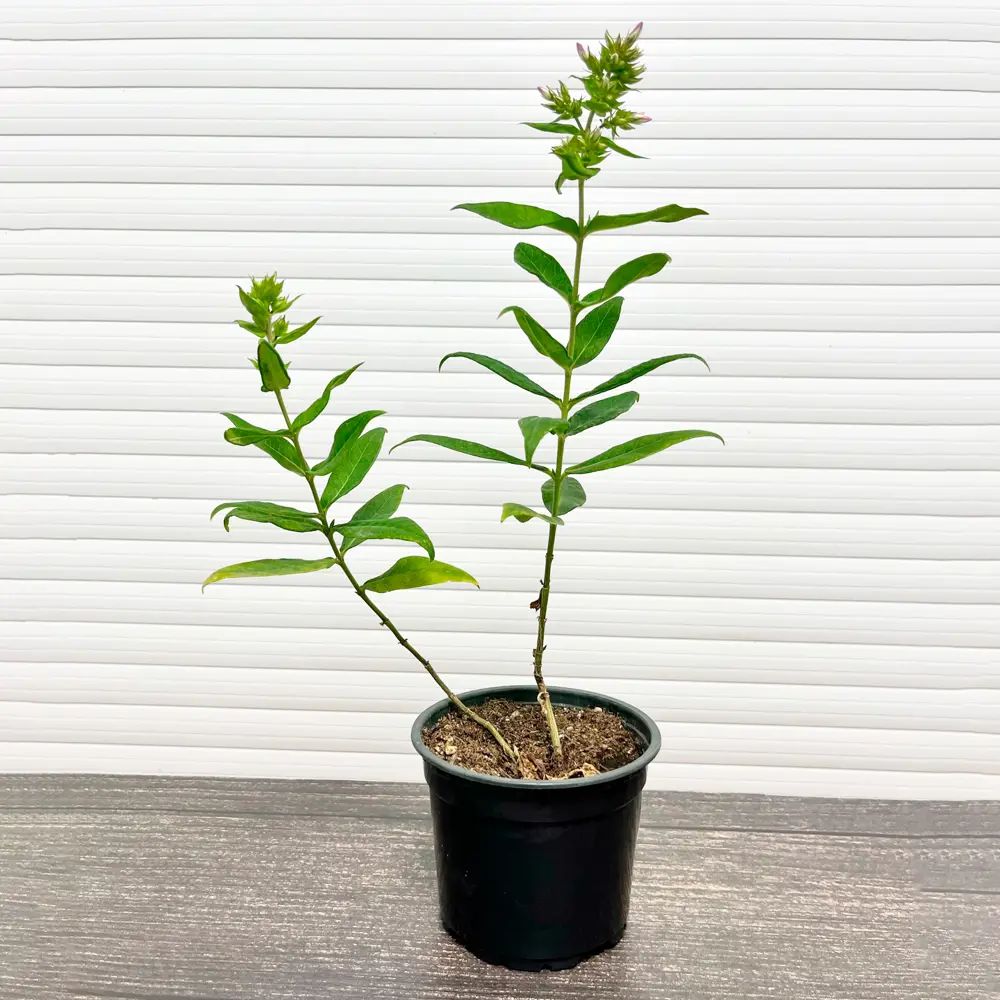Флокс Вайт Адмирал ø15 h20 см 89465383 STLM-2008045 PLANTMARKET  - Вид №1