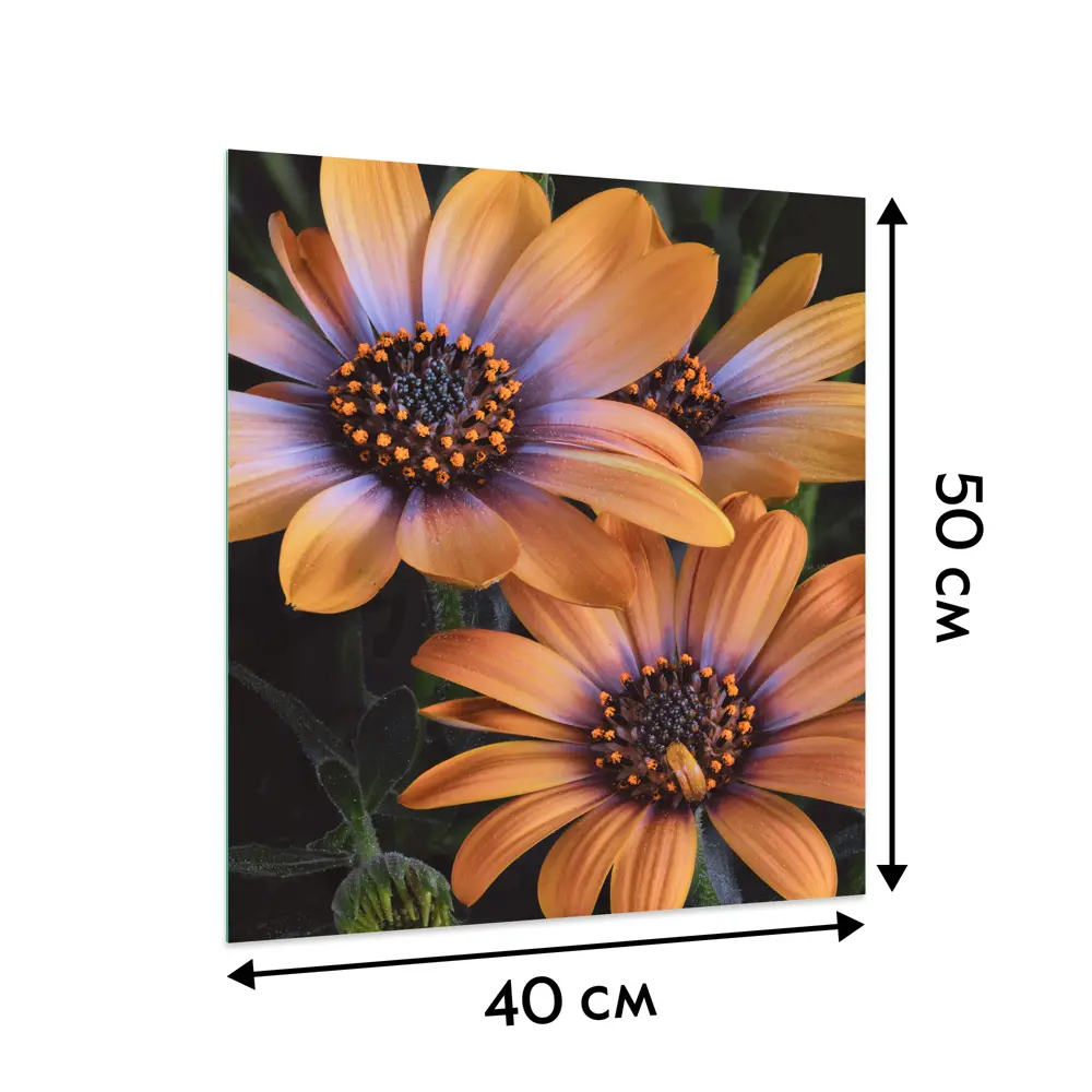 Картина на стекле Ромашки 40x50 см POSTERMARKET STLM-2123255 - Вид №5