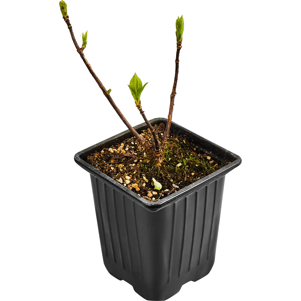 Гортензия Меджикал Мунлайт от Santreyd - саженец для волшебного сада 89365006 STLM-0965361