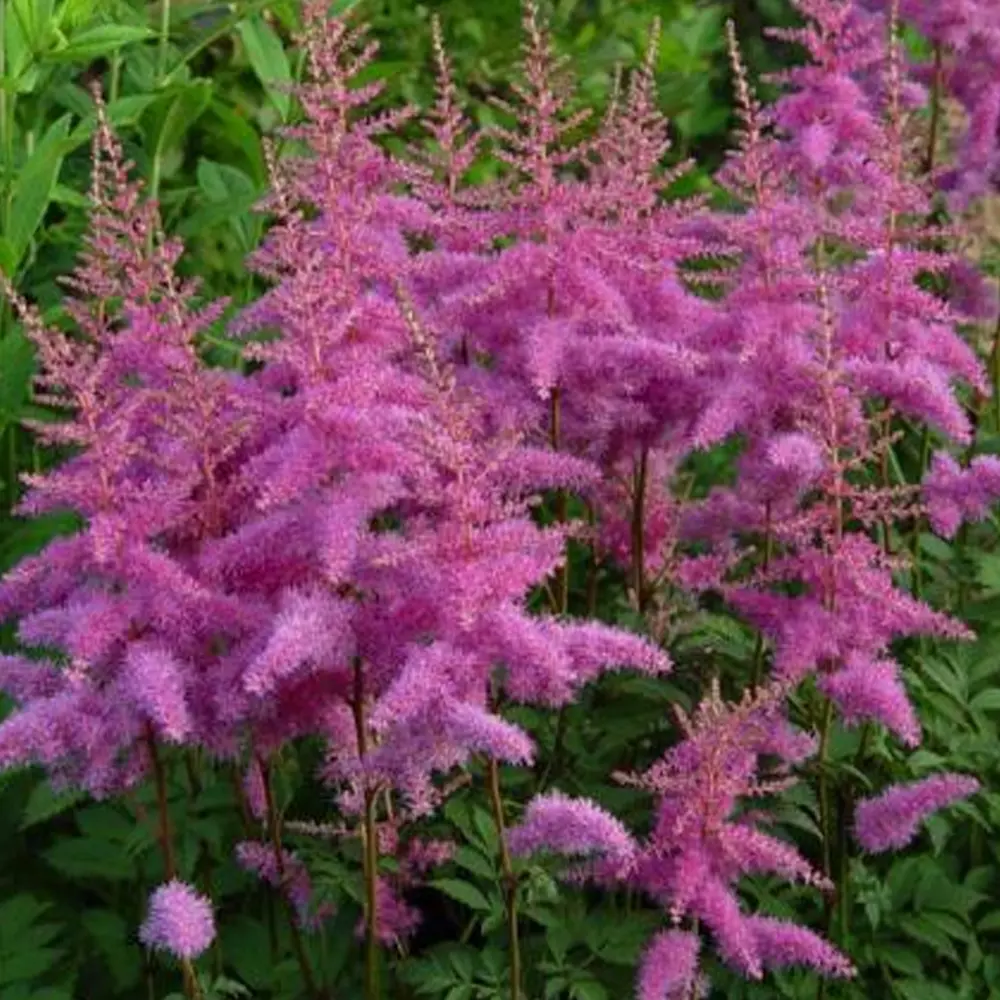 Астильба «Amethyst I» 13489714 STLM-2128772 GEOLIA 