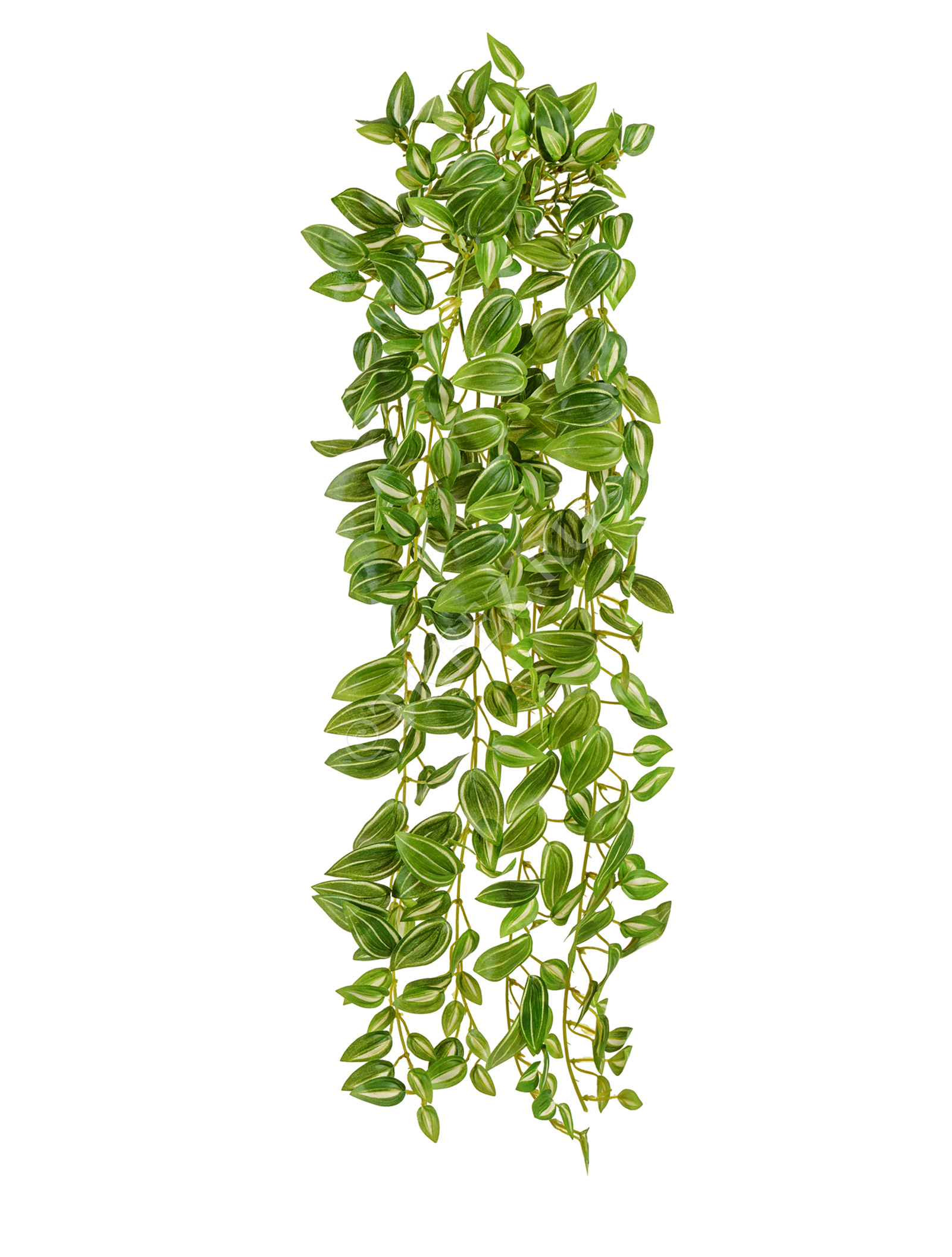 20.072133PGW-M Традесканция бело-зелёная (MDP) Цветочная коллекция  - Вид №1