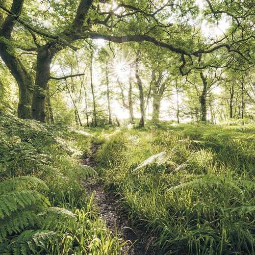 SH045-VD4-Mystic-Path Фотообои Komar Stefan Hefele 2.5х4 м SH045VD4MYSTICPATH