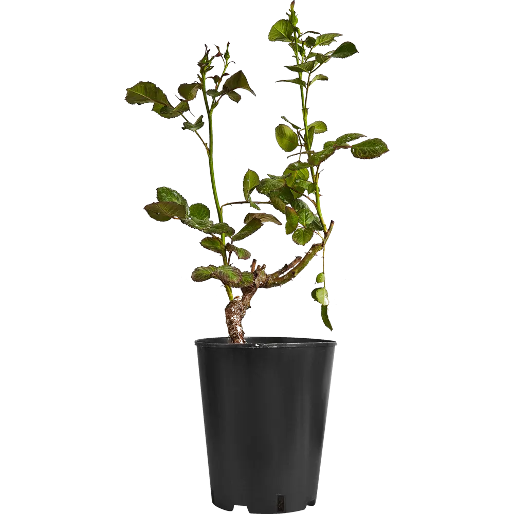 Santreyd Бордюрная роза микс - многолетний цветущий куст 87690906 STLM-0074953