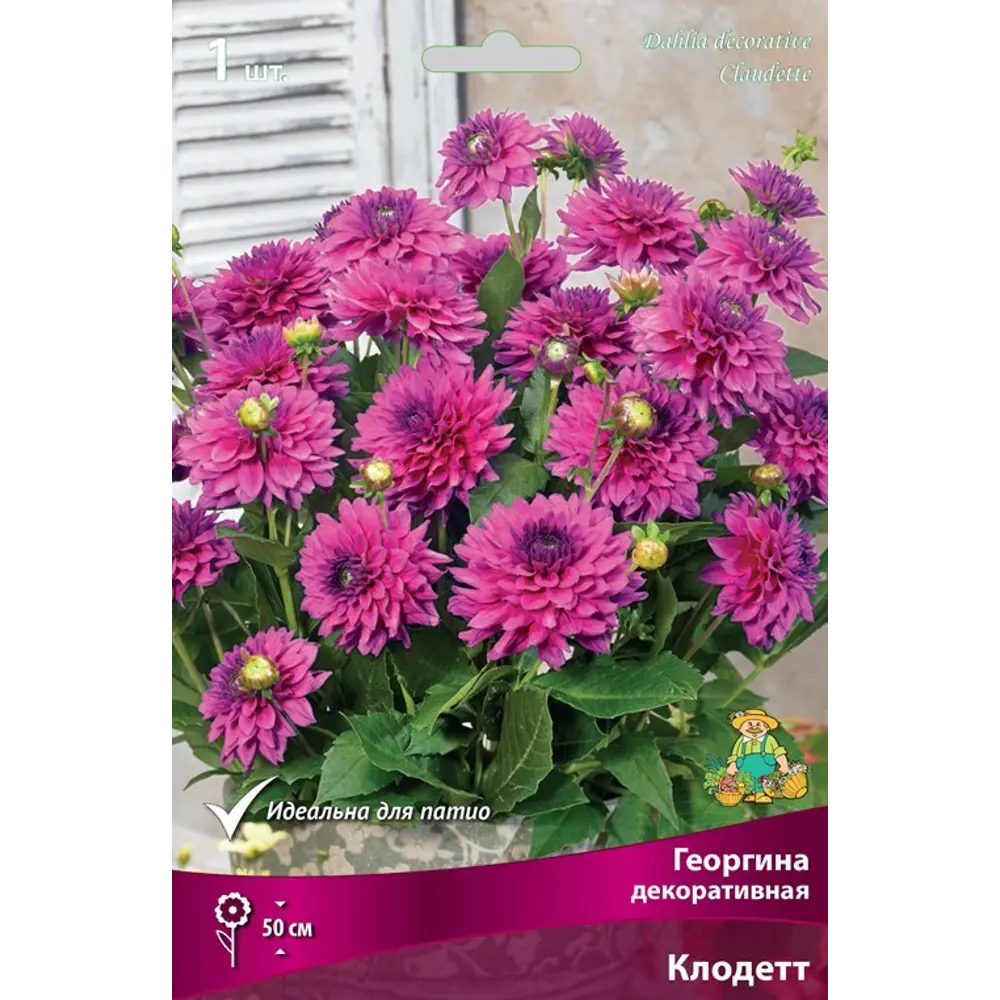 Георгина декоративная Клодетт луковица I 83593786 STLM-2108681 ПОИСК 