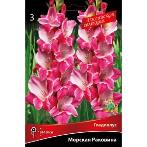 Гладиолус Морская раковина 3 шт. 89452366 STLM-2025574