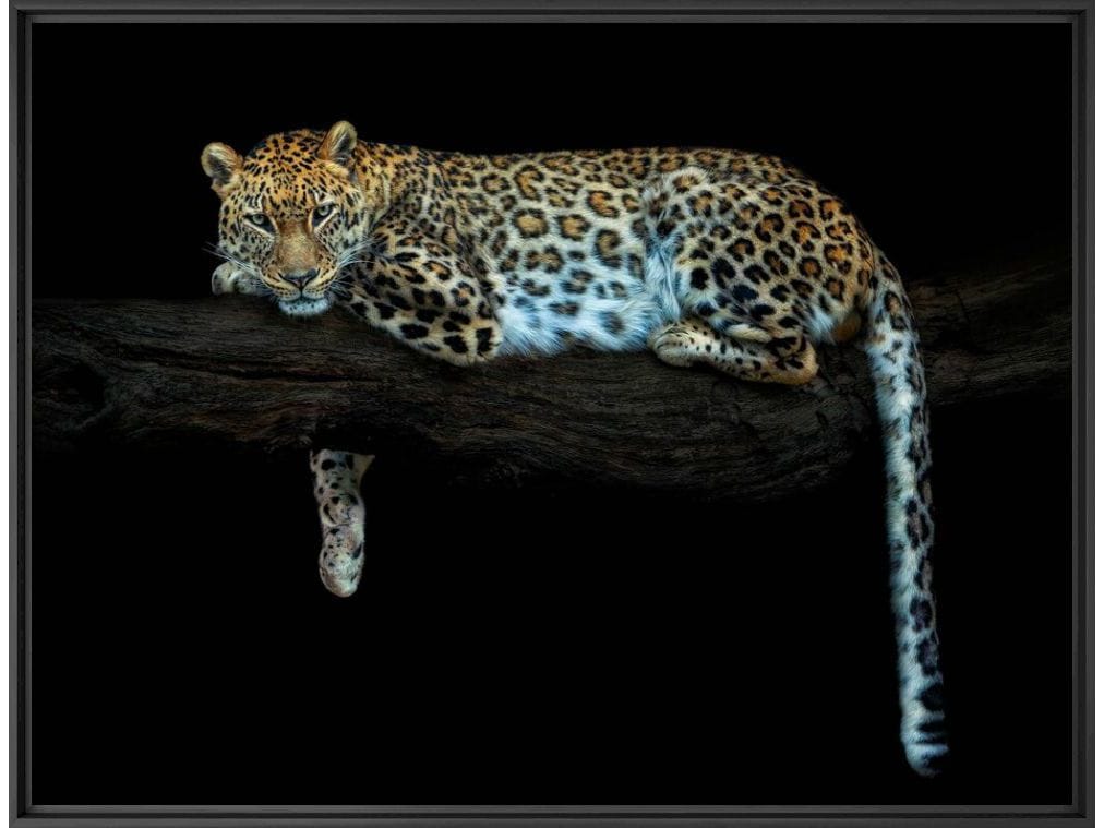 Печать фотографий на бумаге YellowKorner животное ARCH-00119375 - Вид №1