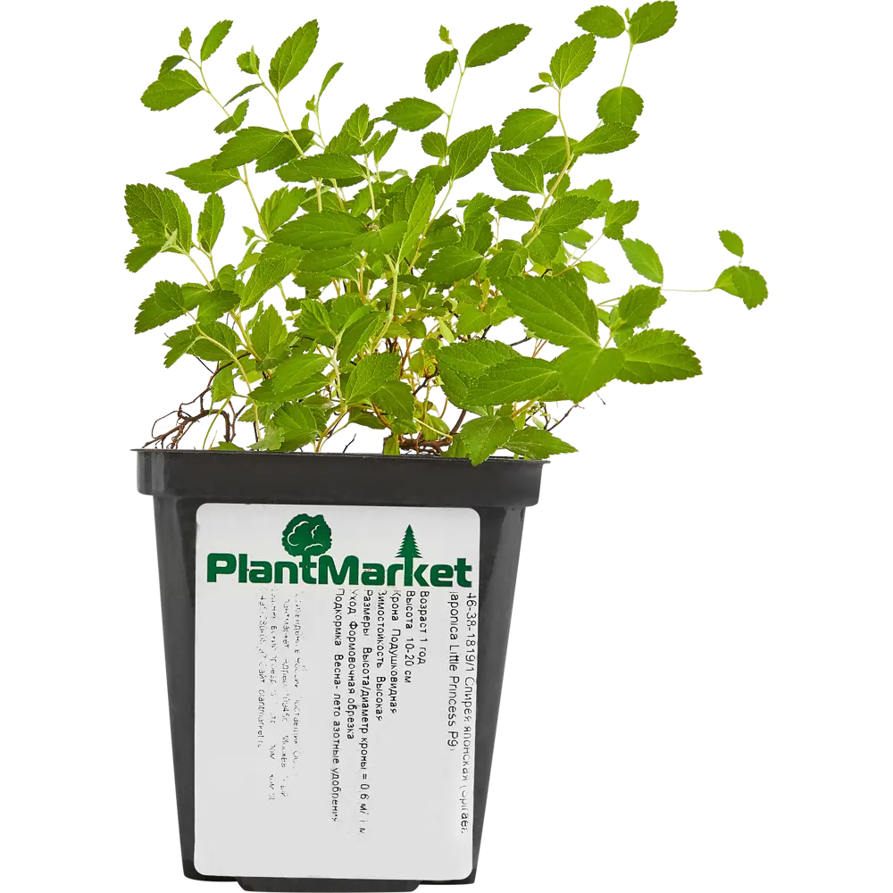 Спирея японская Литл Принцес ø9 h15 см PLANTMARKET STLM-2102060 - Вид №1