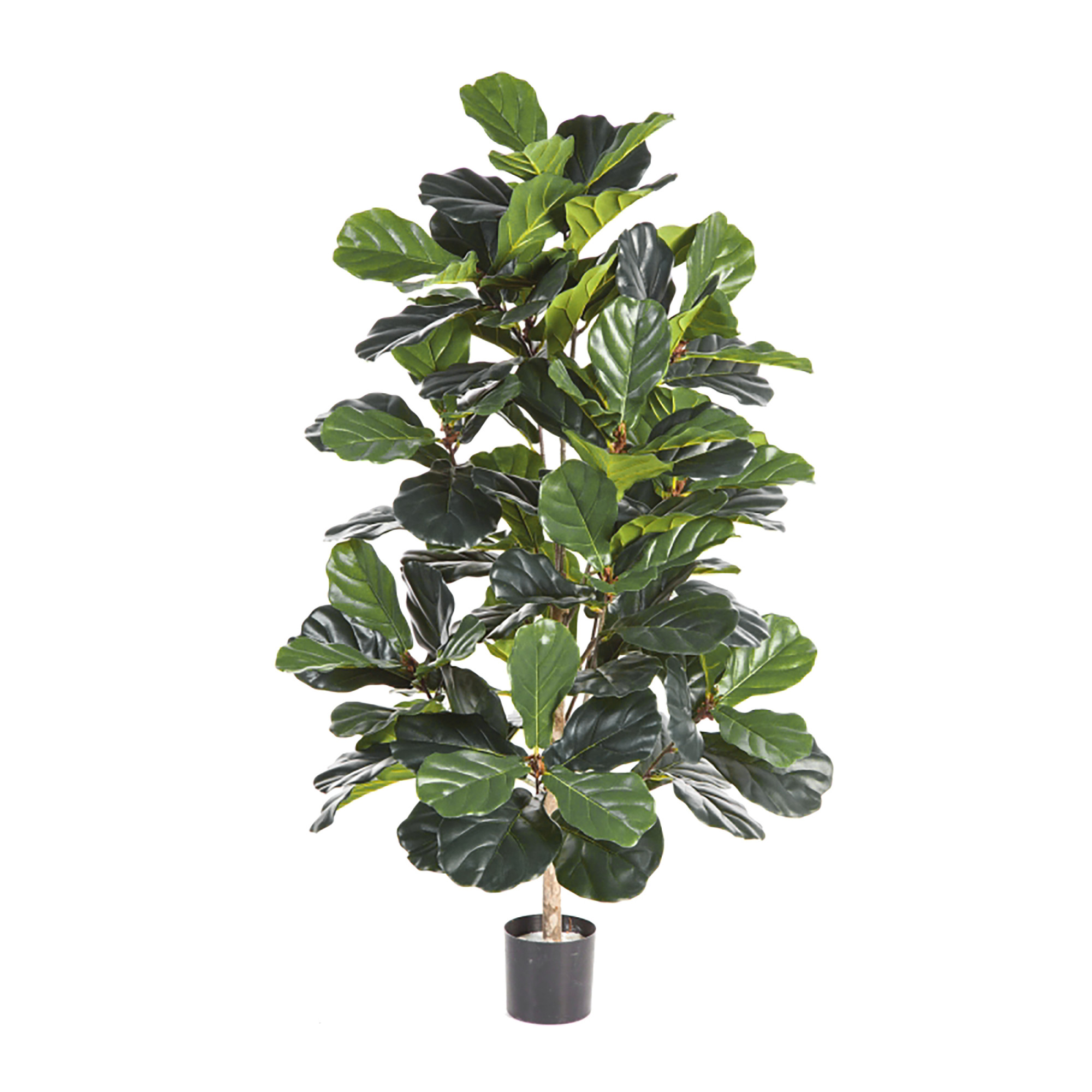 2000983174802 Фикус Лирата 130 см CARPET DECOR 