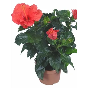 Гибискус садовый Santreyd - пышное цветение с лета до осени 89394837