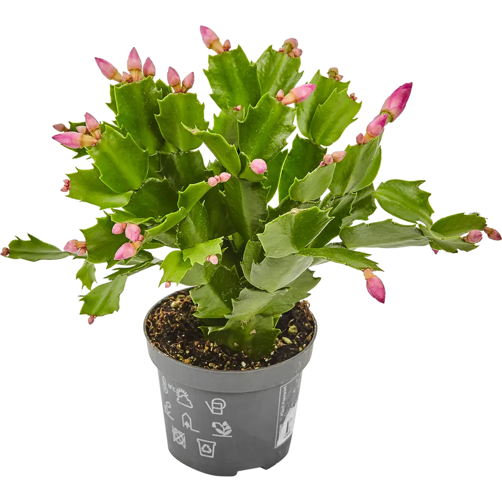 Santreyd Рипсалидопсис микс - пасхальный кактус с ароматными цветами 14750603 STLM-0005095