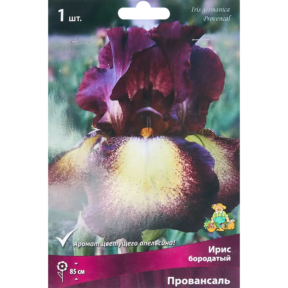 Ирис бородатый Провансаль - корневище с бело-красными цветами 86410656 ПОИСК STLM-1566192