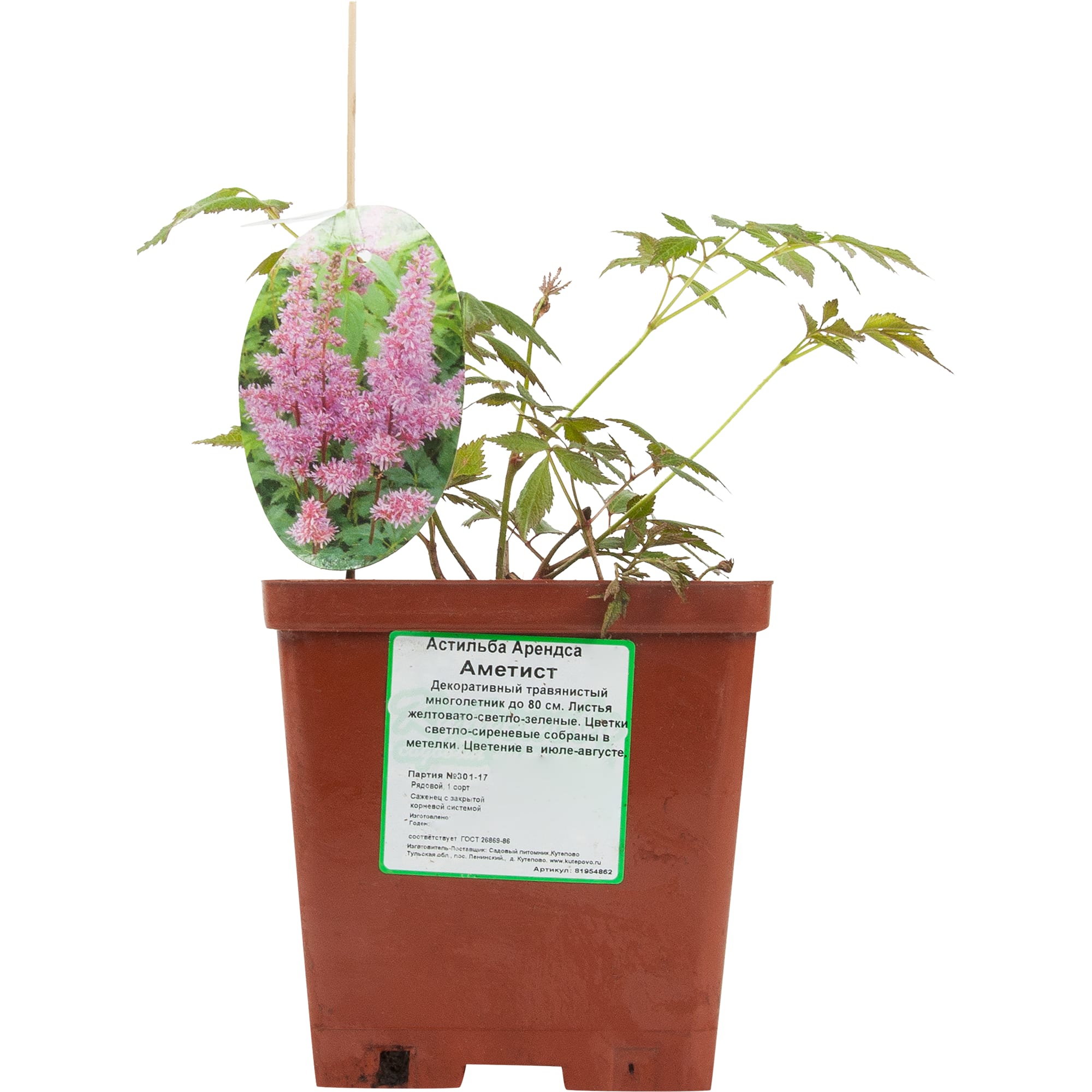 81954862 Астильба арендса С1 «Аметист» Santreyd  - Вид №2