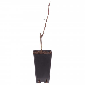 81954903 Виноград плодовый С2 «Августин» h50