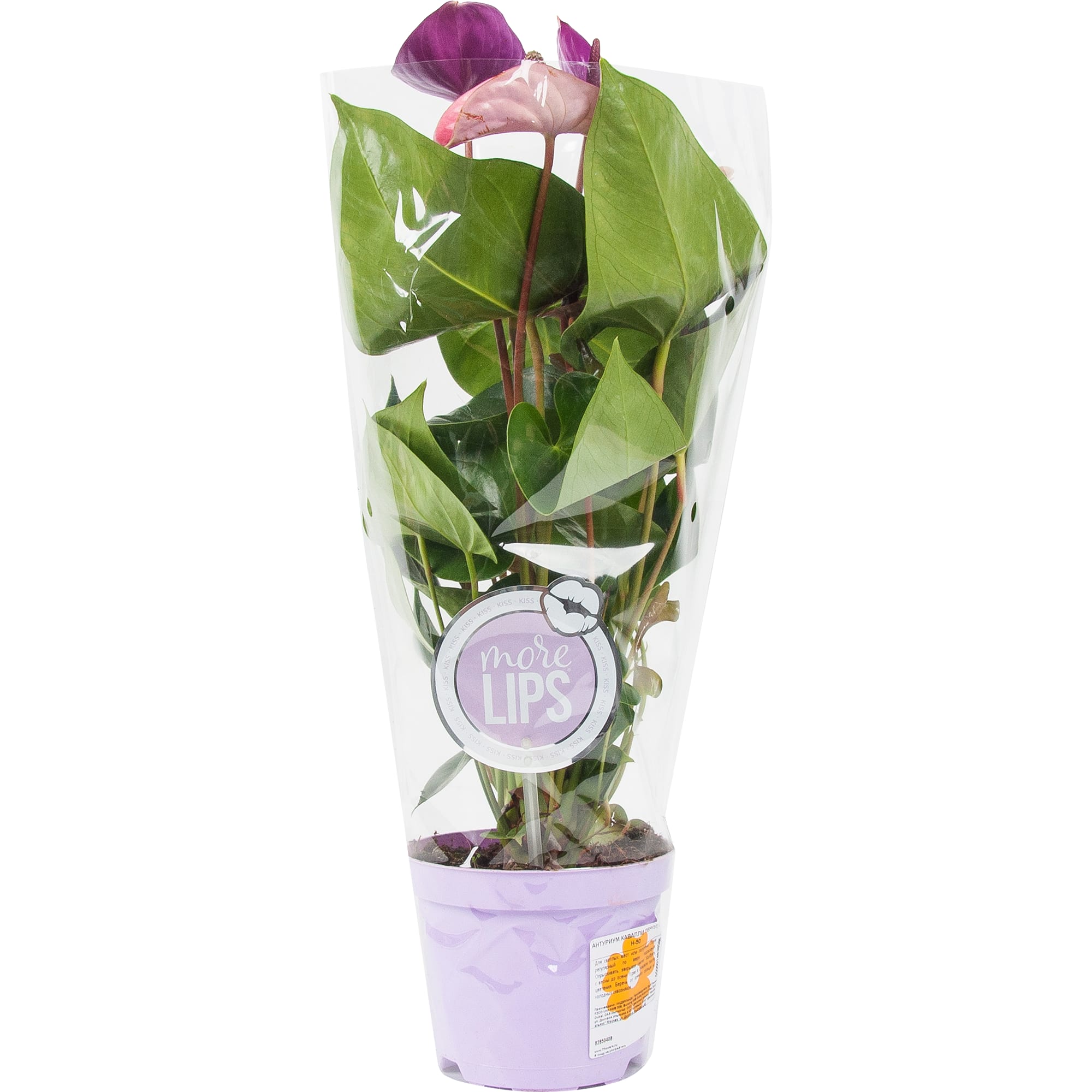 82850408 Антуриум "Кавалли Перпл" 14х50 см Santreyd  - Вид №3