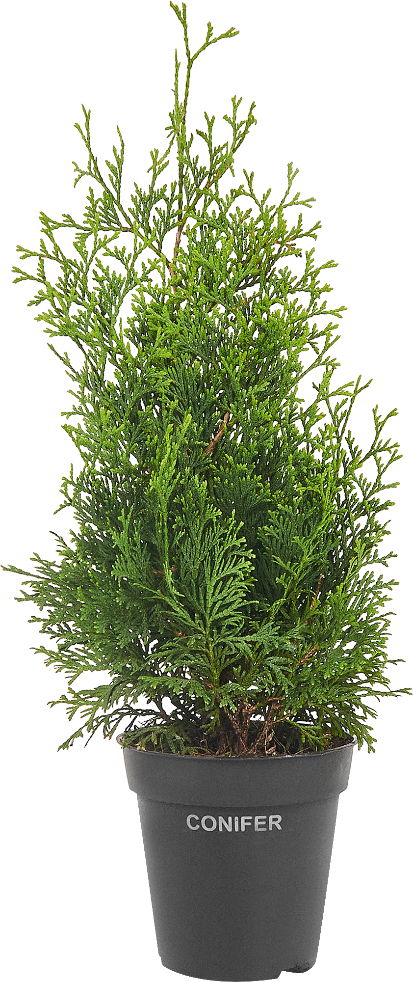 Туя западная Холмструп - вечнозеленый хвойный саженец для живой изгороди 84832942 PLANTMARKET STLM-0055816 - Вид №1