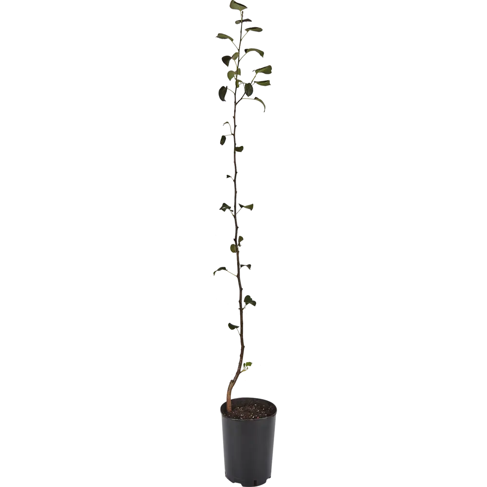 Груша «Лада» C5-7 130-180 см 2 года 82356769 STLM-2032915 PLANTMARKET  - Вид №1