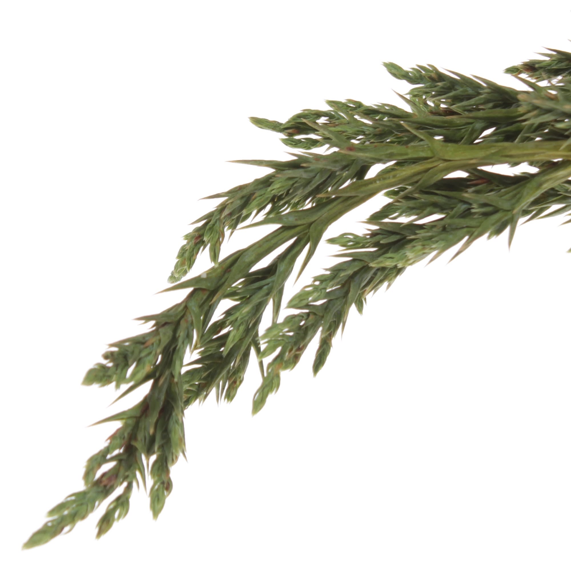 81959245 Можжевельник казацкий «Тамарисцифолия» С2-3/30 Santreyd  - Вид №1