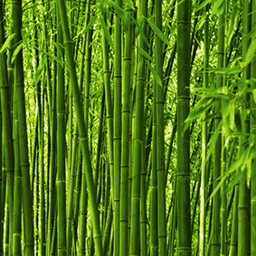 C1-270 Фотообои DIVINO Collection C 2.7х1 м C1270