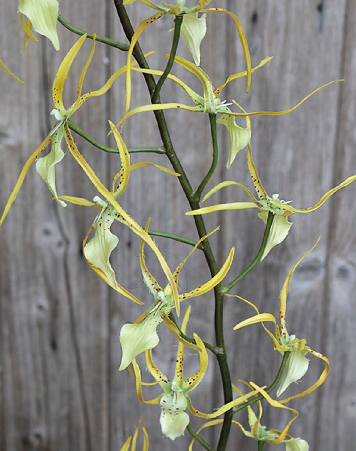 2316 304 a2 Искусственная ветка паучьей орхидеи, 123 см, желто-красная H-andreas 