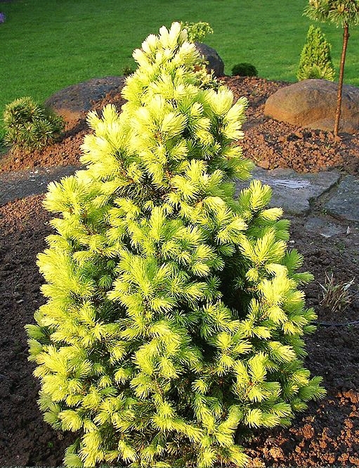 Ель канадская Дэйзис Уайт Santreyd - хвойное украшение сада 87718638