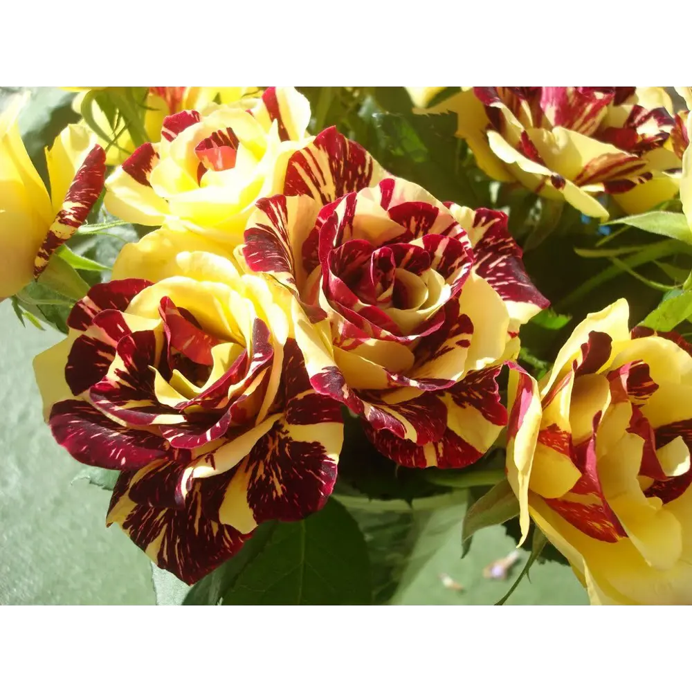 Роза флорибунда Симсалабим ø6 h40 см 84299182 STLM-2153658 Santreyd 