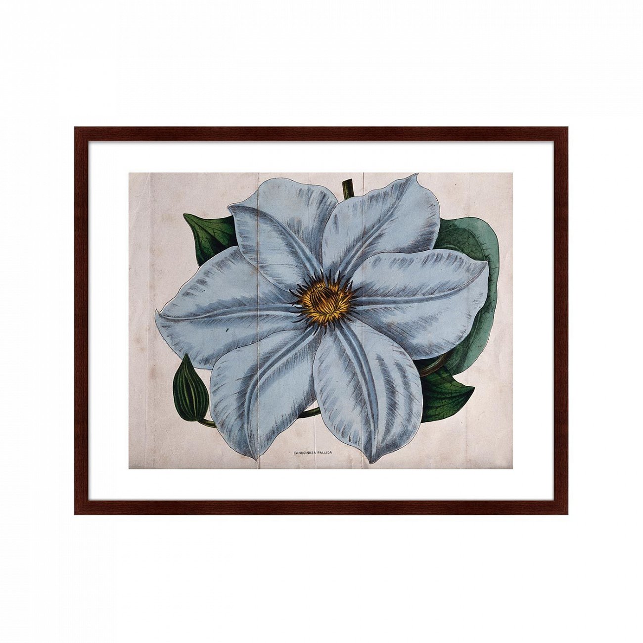 Картина в раме 78,5х100 см Exotic plants of the world №13, 1815г. КАРТИНЫ В КВАРТИРУ  264357 Голубой;зеленый;разноцветный  - Вид №1