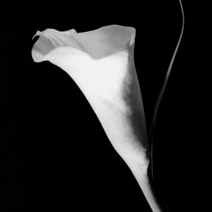 0413/CX38 Картина 0413 Adriani e Rossi