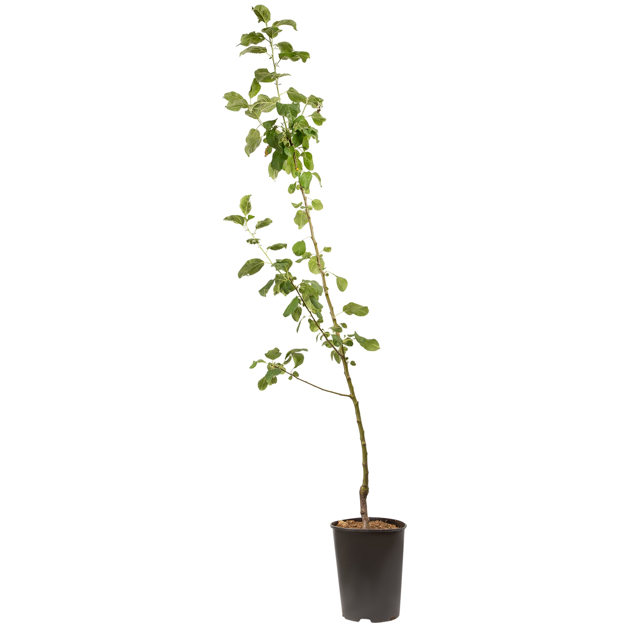 81954959 Яблоня С7 «Орловское полосатое» h120-180 Santreyd 