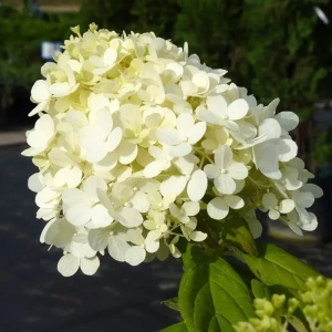 Гортензия метельчатая Грандифлора, P9 15711323 STLM-2036096