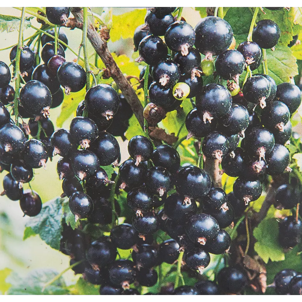 Смородина чёрная «Геркулес» 17x30 см 82585441 STLM-2015778 Santreyd 