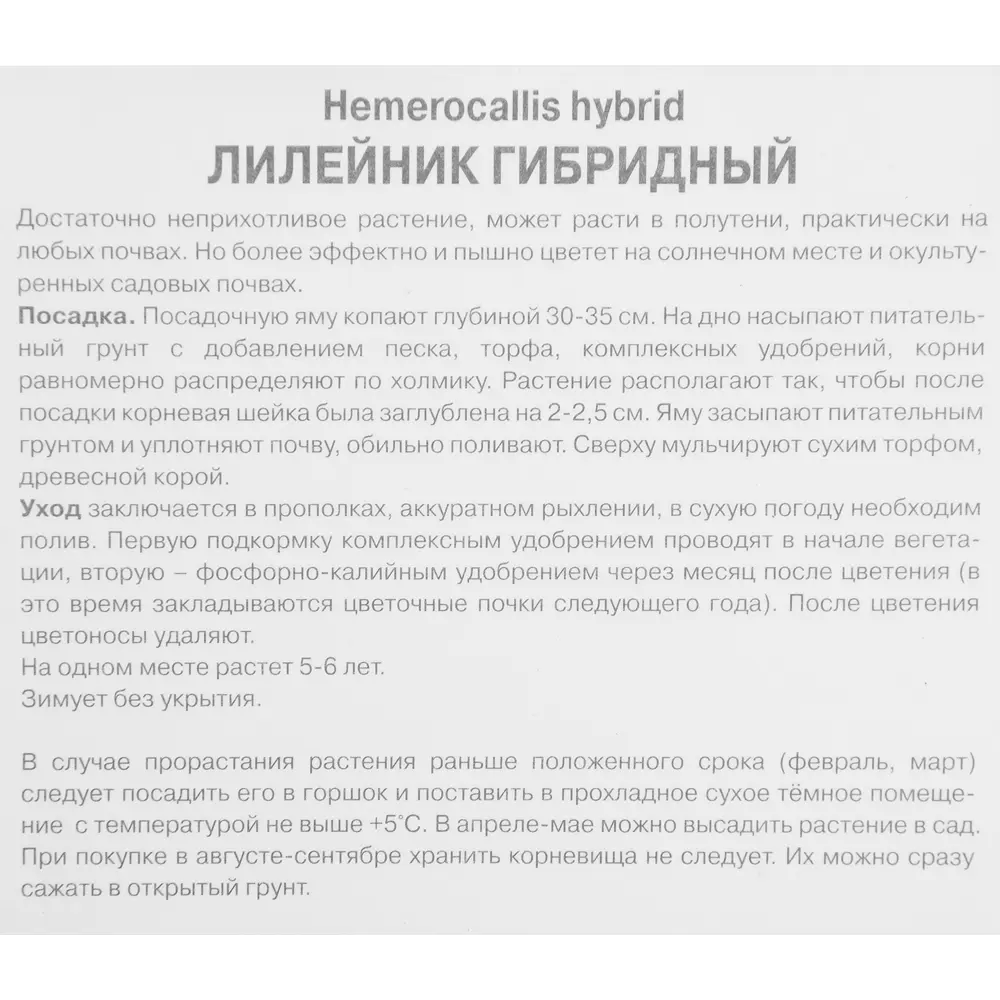 Лилейник гибридный Макбет 85205699 STLM-2054522 ПОИСК  - Вид №2