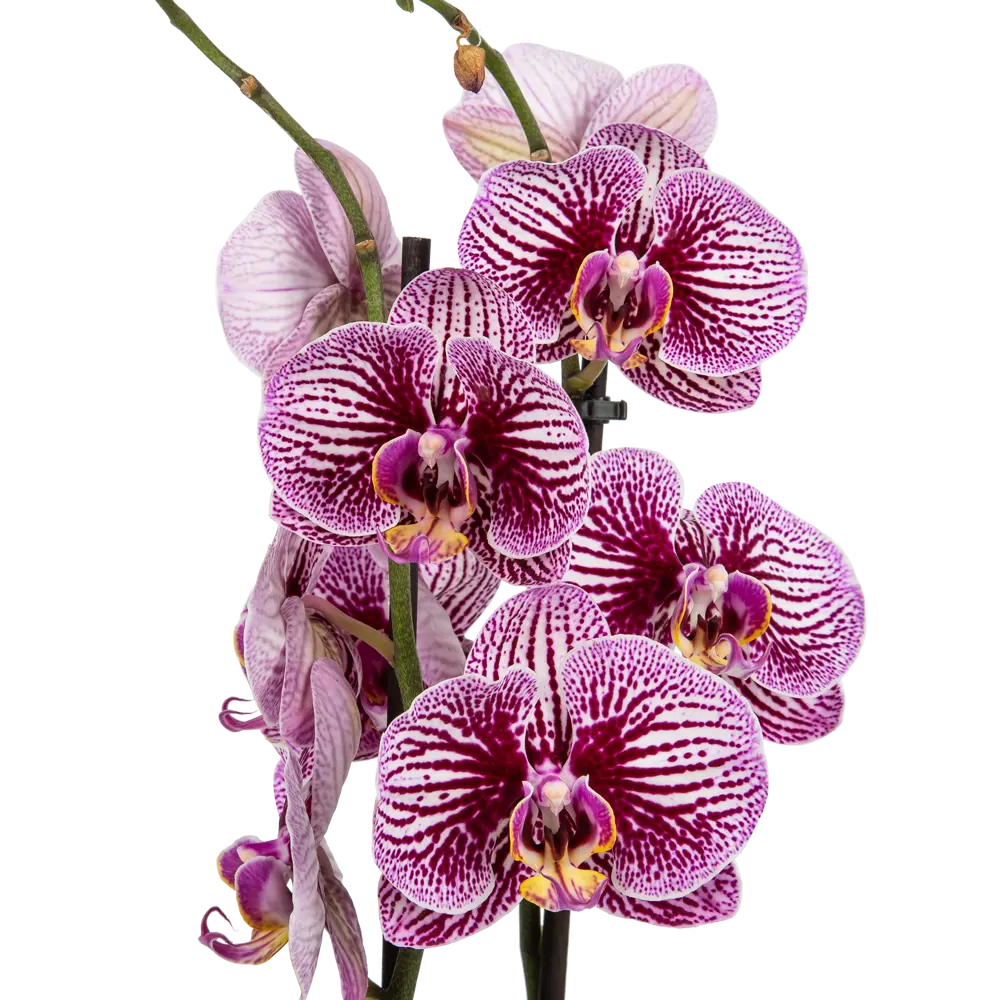Орхидея Фаленопсис Блэк страйпс ø12 h65 см Santreyd STLM-2058143 - Вид №4