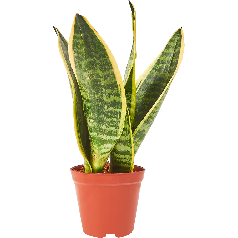 Santreyd Сансевиерия Лауренти — изящный суккулент с пестрыми листьями 85062723 STLM-0058064 - Вид №1