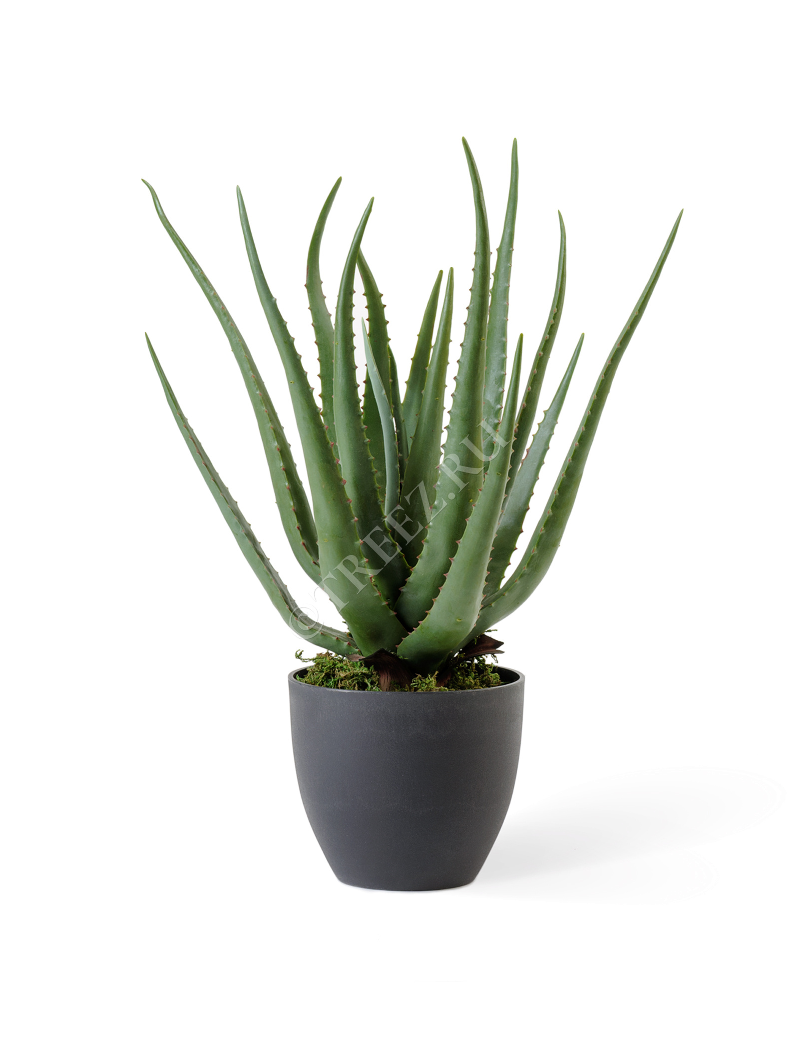 20.071611 Алоэ куст в горшке Цветочная коллекция  - Вид №1