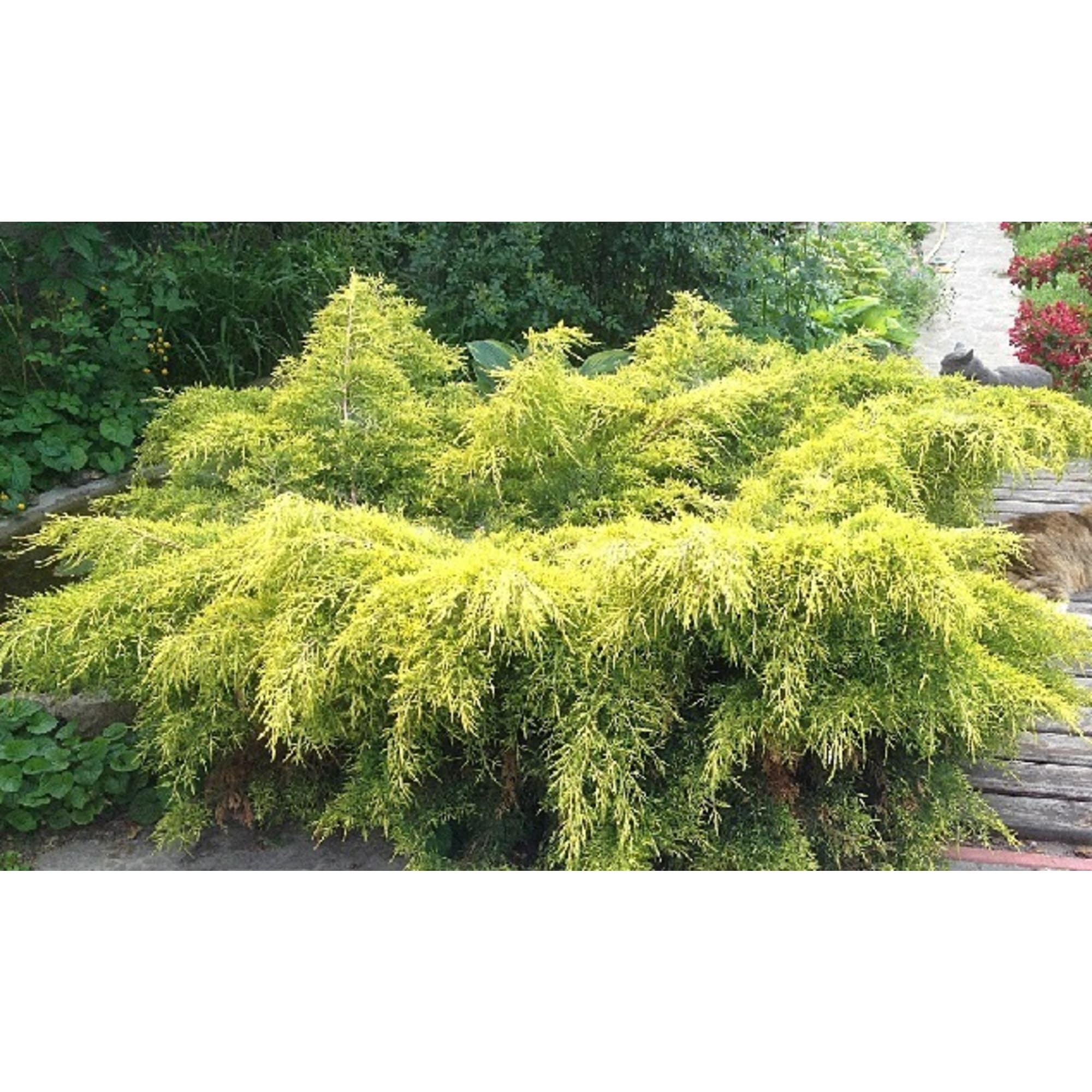 85166684 Можжевельник средний Олд Голд ø17 h30-50 см Santreyd 