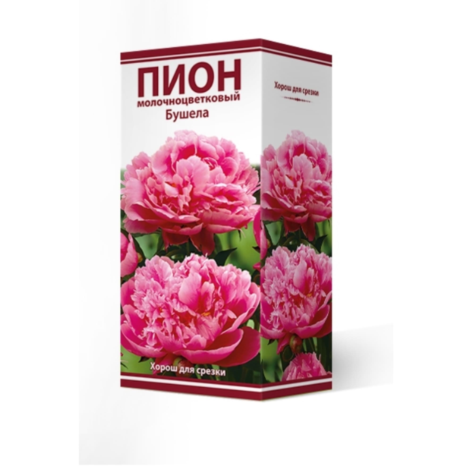 83600098 Пион травянистый Бушела луковица 2-3 Santreyd 