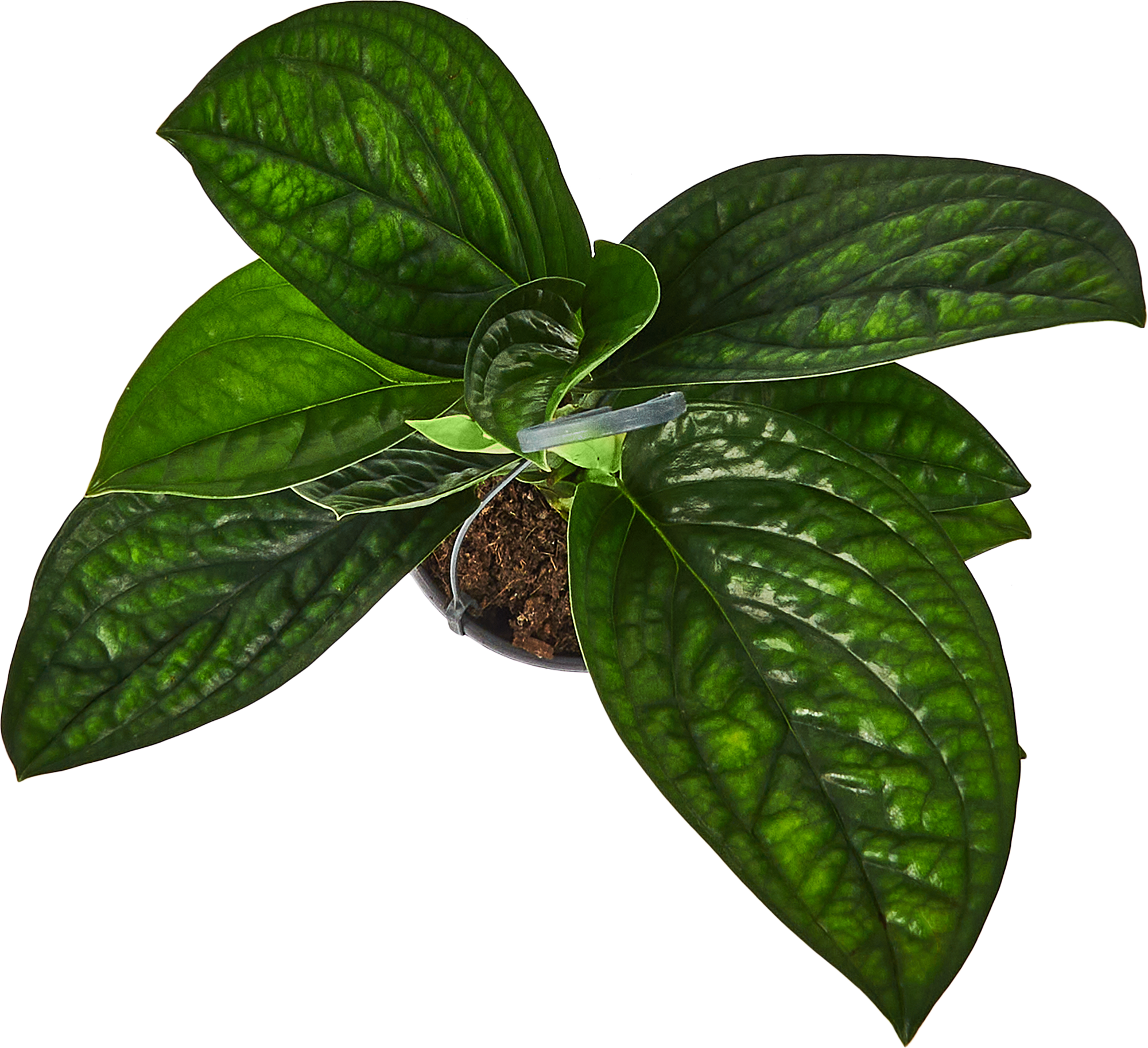 Эпипремнум Марбл Эппл Ханд Бас — комнатное растение с мраморной листвой 85324851 Santreyd STLM-0061464 - Вид №2