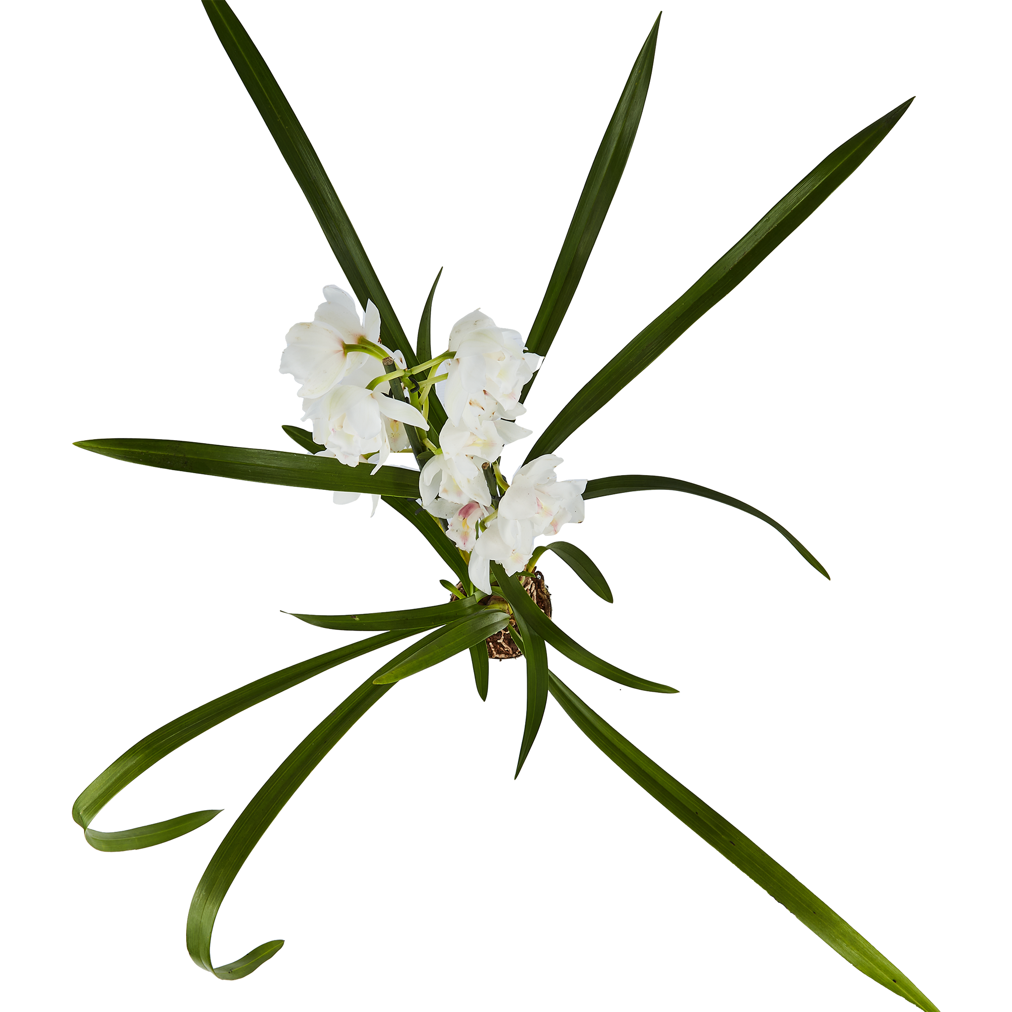 Орхидея Цимбидиум микс Santreyd - изящное цветущее растение для интерьера 86720728 STLM-0070949 - Вид №2