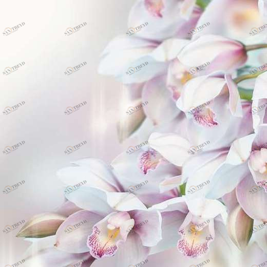 P-068 Фотообои DIVINO L&P 2х2.7 м P068