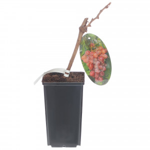 81954905 Виноград плодовый Киш-Миш С2 «Лучистый» h50